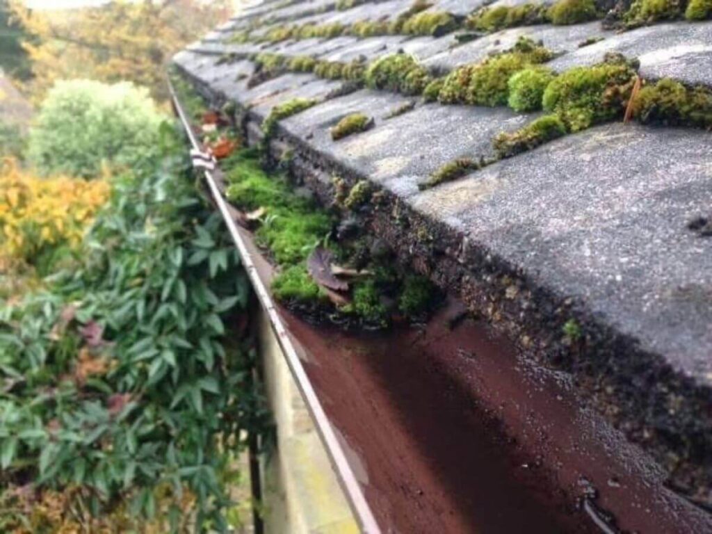 Moss-covered gutter and roof edge requiring professional cleaning.