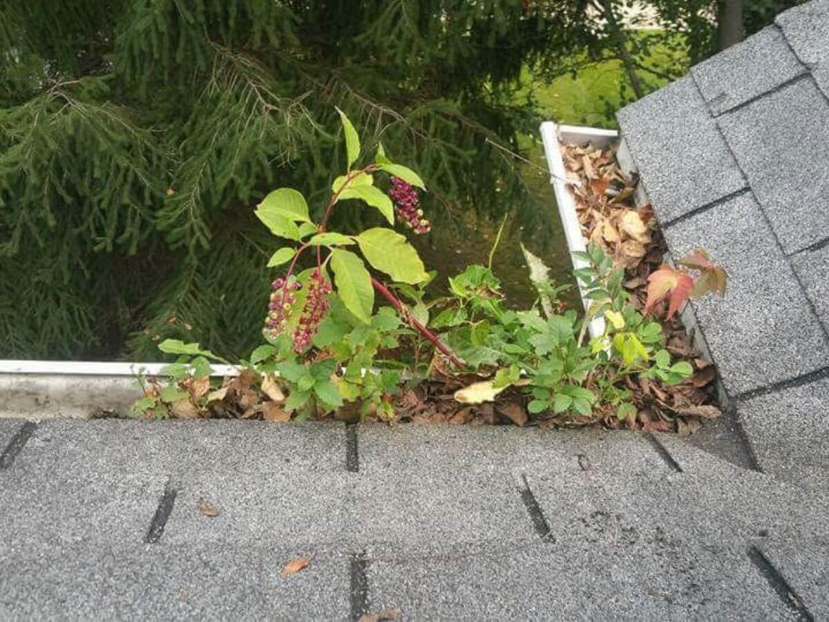 Blocked gutter causing potential water damage to a property in Suffolk